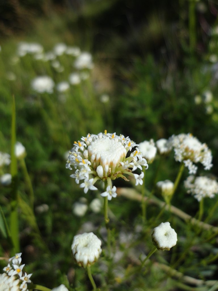 Santolina pinnata