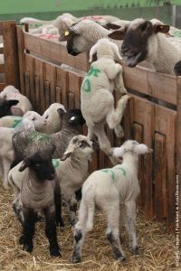 agnello pasqua