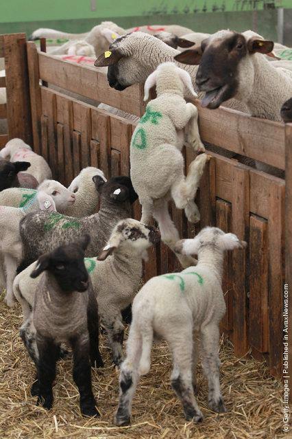 agnello pasqua
