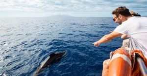 avvistamento cetacei delfini