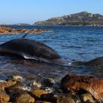 Capodoglio spiaggiato a Porto Cervo: nella pancia oltre 20 kg di plastica ed un feto [GALLERY]