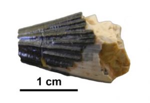 dente Pliosauro