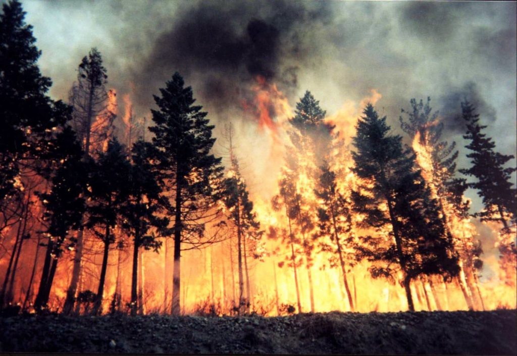 incendio boschivo
