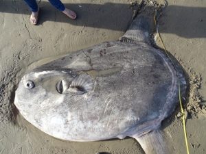 pesce luna imbroglione california