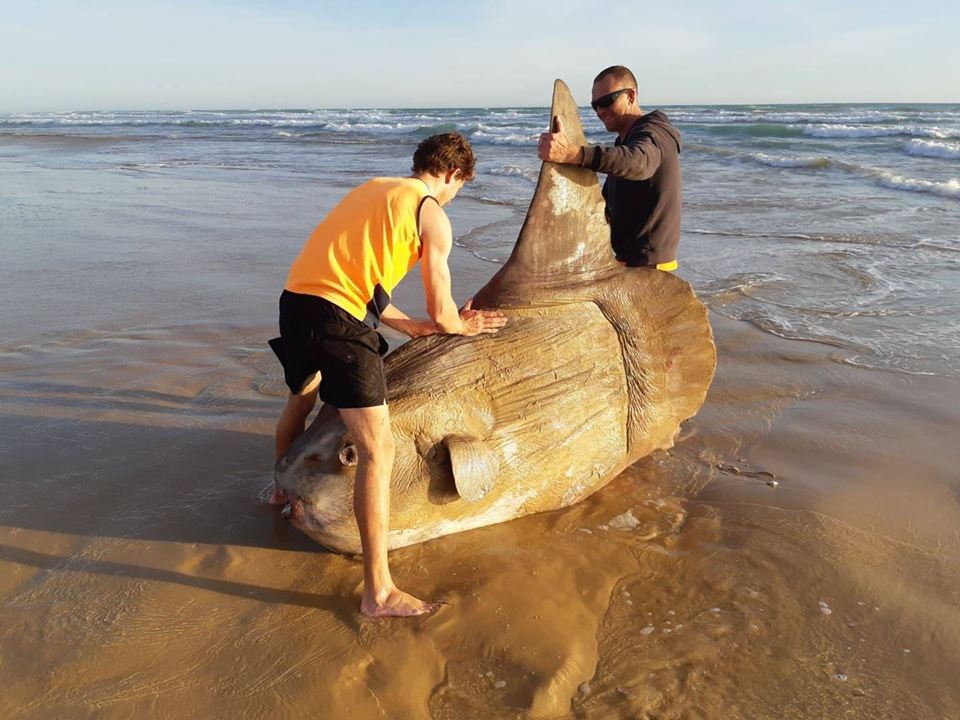 pesce mola mola