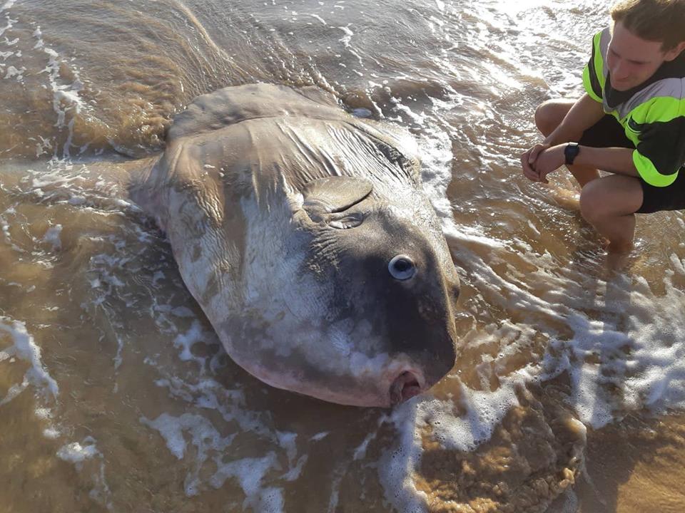 pesce mola mola