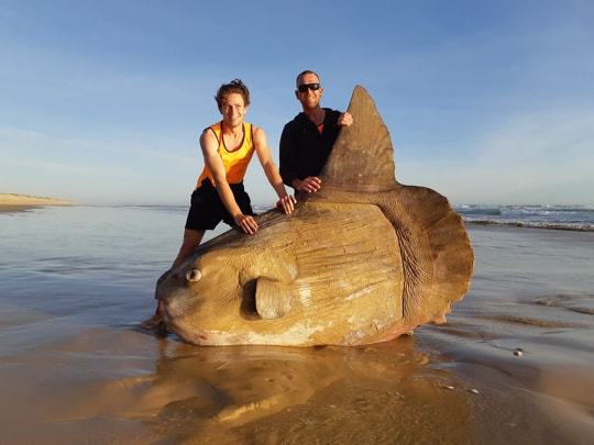 pesce mola mola