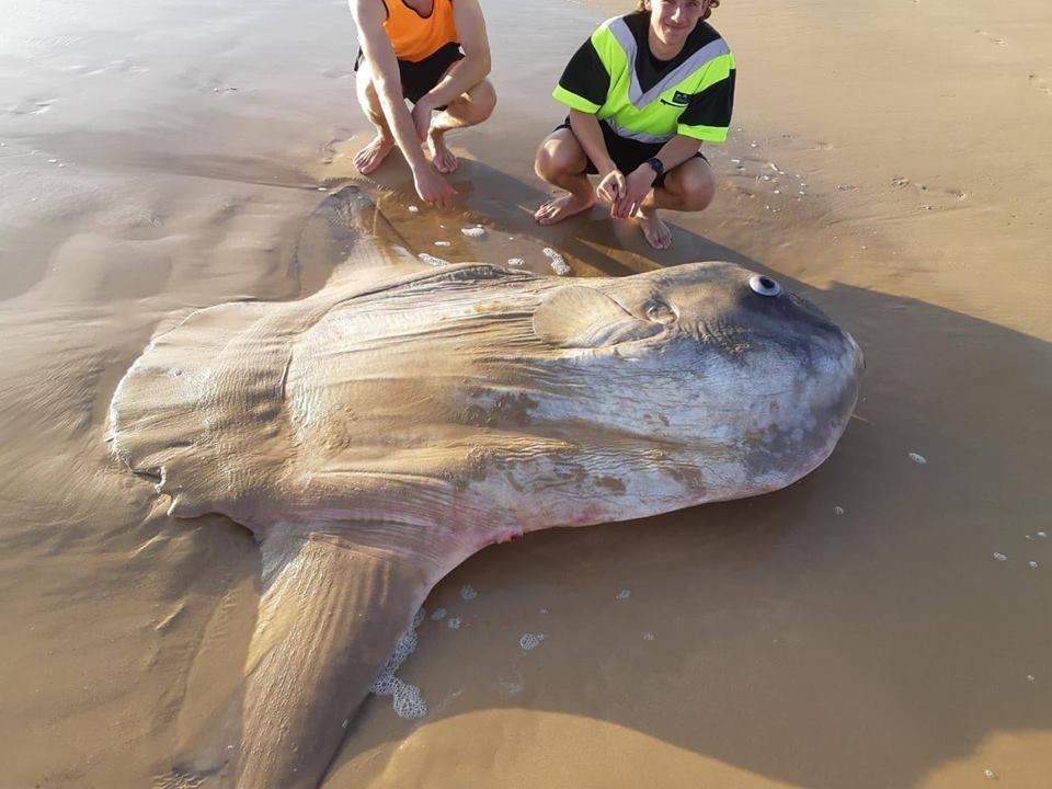 pesce mola mola