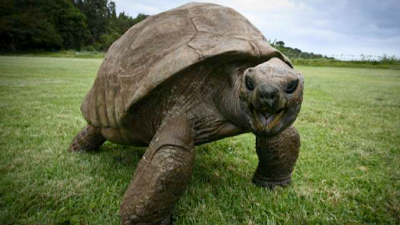 tartaruga jonathan