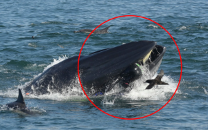 uomo ingoiato balena