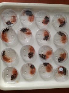 Crisopa dieta a base di RNAi