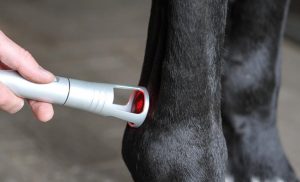 Laser per la cura degli animali