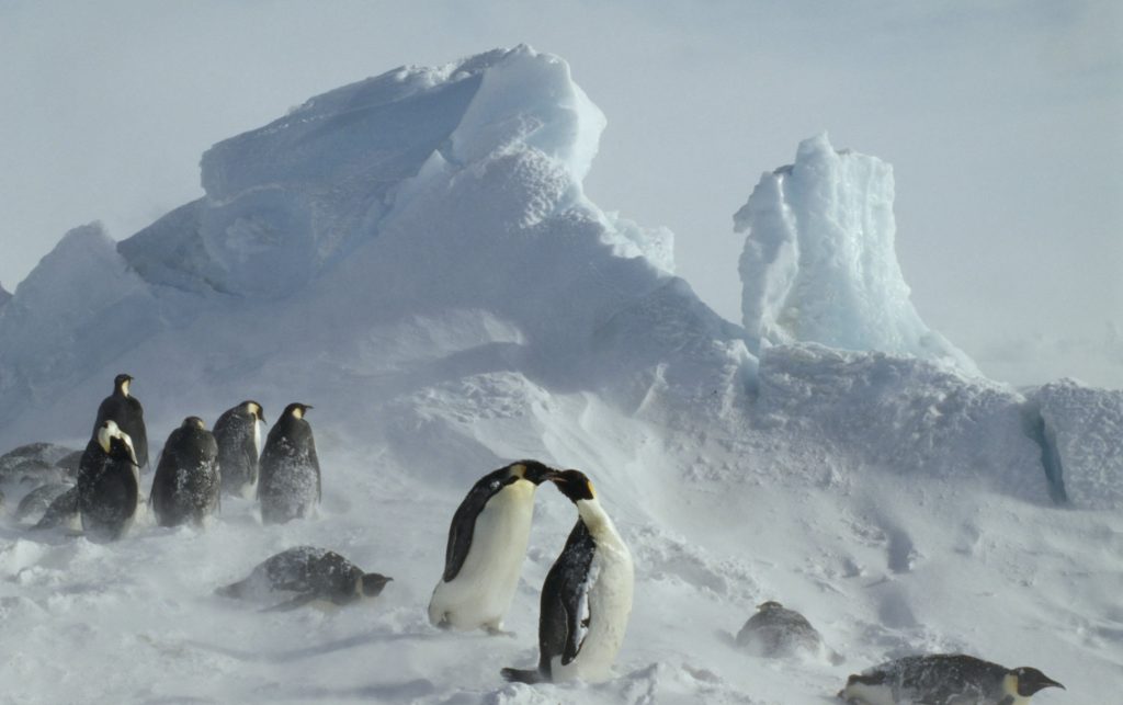 Pinguino Imperatore 3