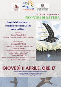 Rondini rondoni incontri natura Parco Aspromonte