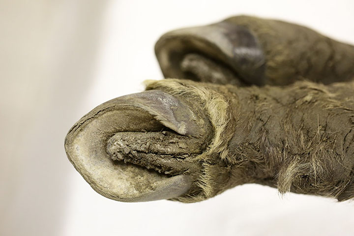 animale era glaciale