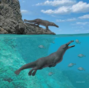 archeoceto