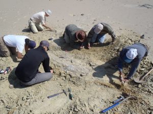 archeoceto
