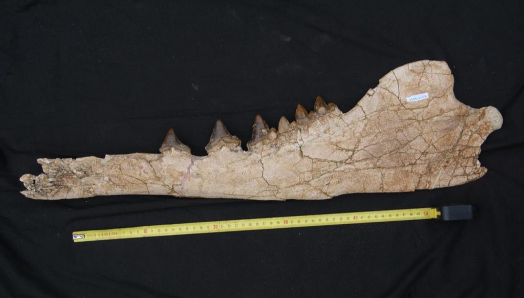 archeoceto