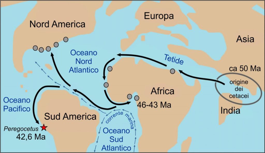 archeoceto