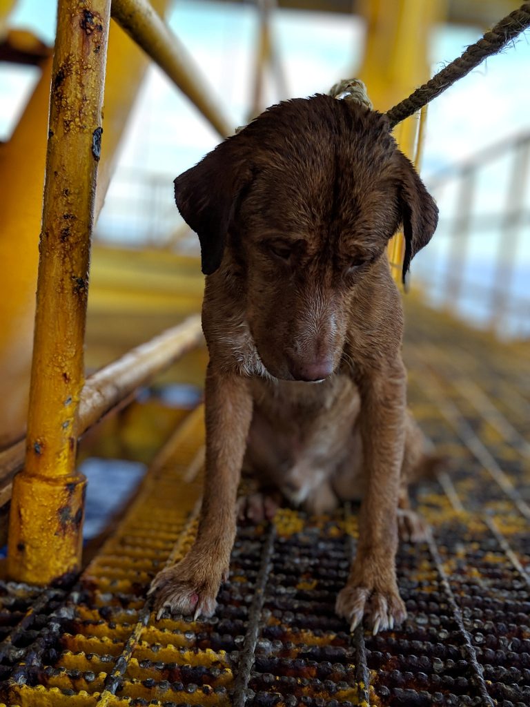 cane thailandia