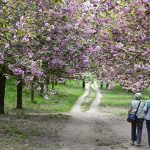 Germania: ciliegi in fiore al parco di Berlino [GALLERY]