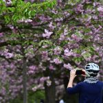 Germania: ciliegi in fiore al parco di Berlino [GALLERY]