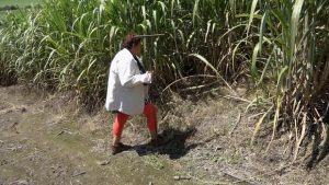 desaparecidos messico