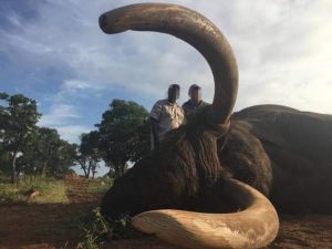 elefante