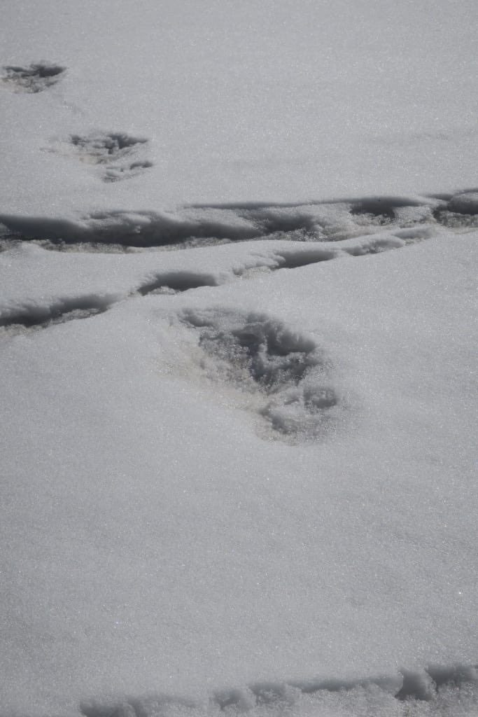 esercito India Yeti
