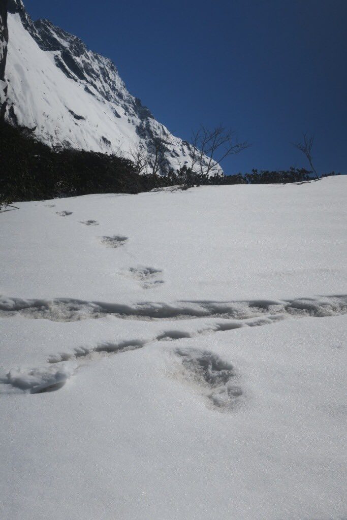 esercito India Yeti