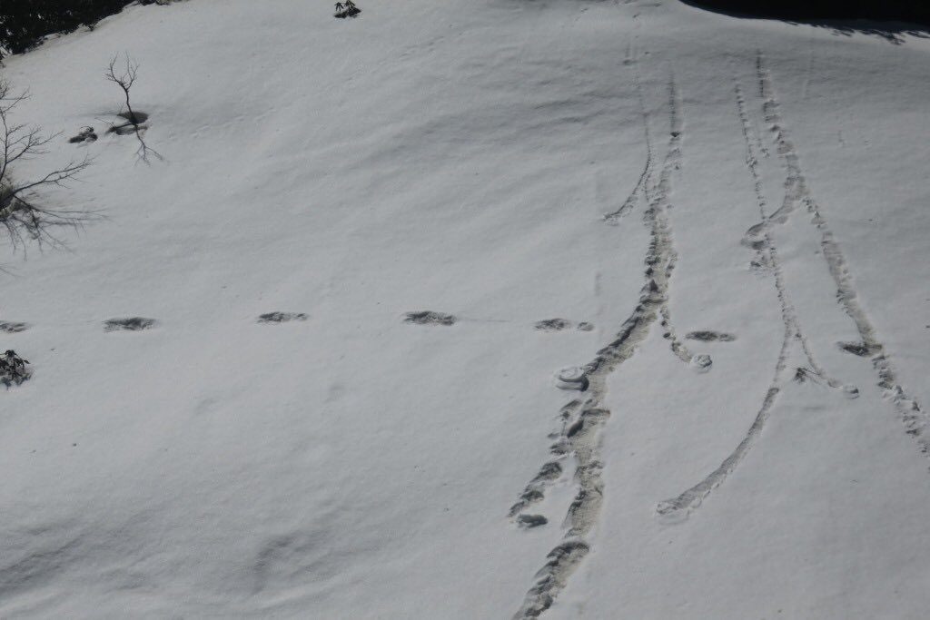 esercito India Yeti