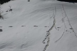 esercito India Yeti