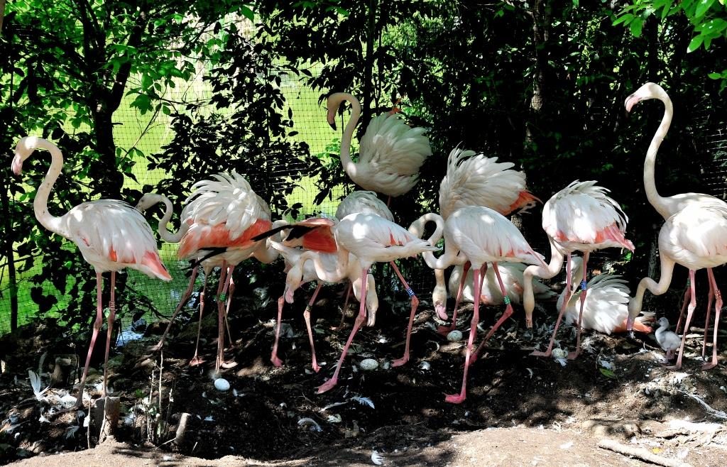 fenicotteri rosa bioparco roma