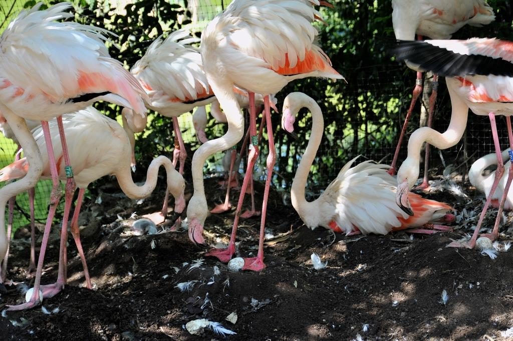 fenicotteri rosa bioparco roma