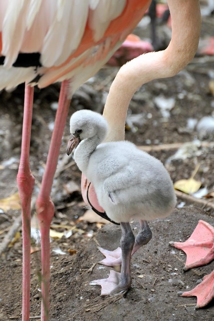 fenicotteri rosa bioparco roma