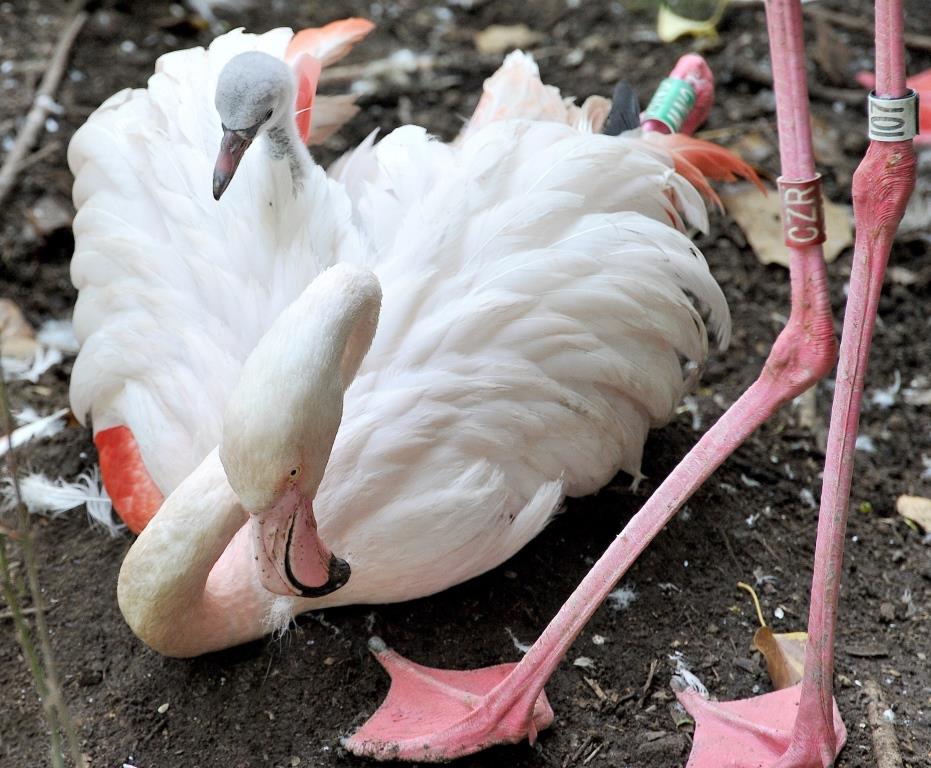 fenicotteri rosa bioparco roma