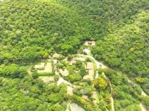 foresta brasile