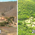 Brasile, una coppia pianta oltre 2 milioni di alberi per ricreare una foresta distrutta [FOTO]