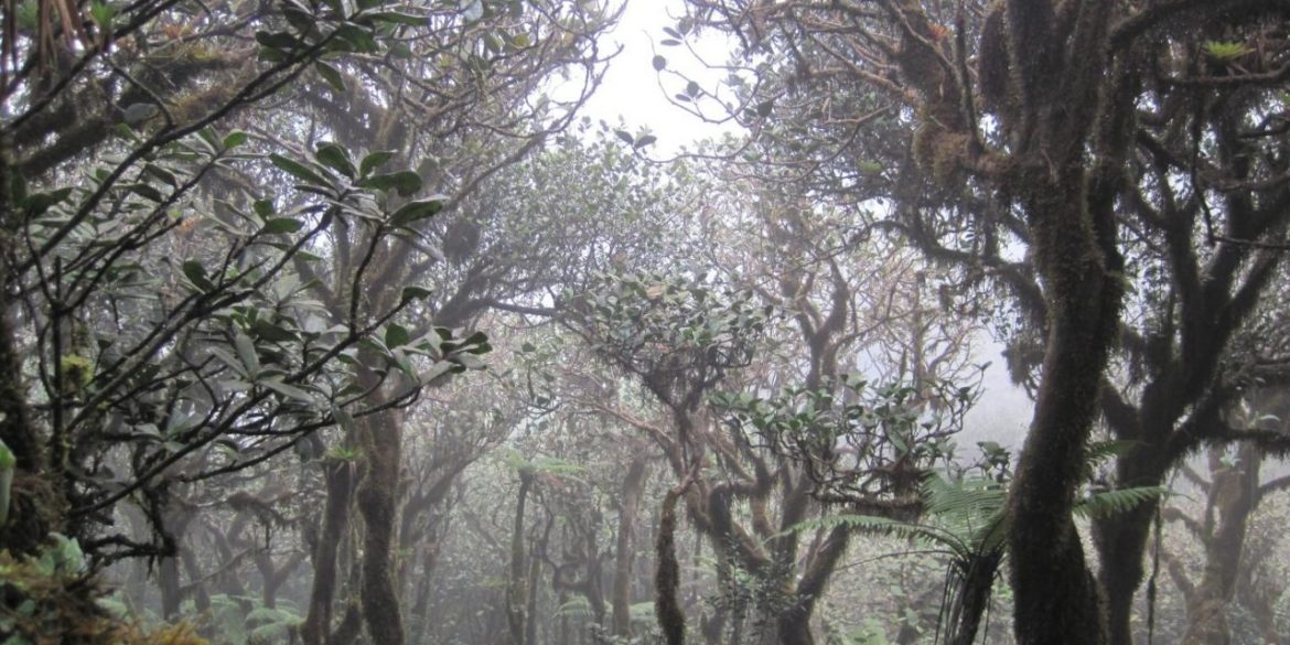 la-foresta-nebulosa-un-ecosistema-molto-fragile-ricco-di-biodiversit