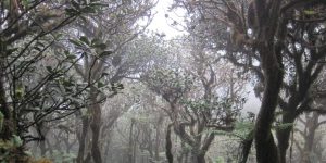 foresta nebulosa