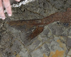 fossili meteorite dinosauri