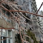 Gelicidio in Québec, il ghiaccio abbatte alberi e linee elettriche: 250.000 persone senza elettricità e disagi [FOTO e VIDEO]