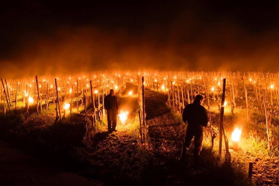 gelo vigneti francia