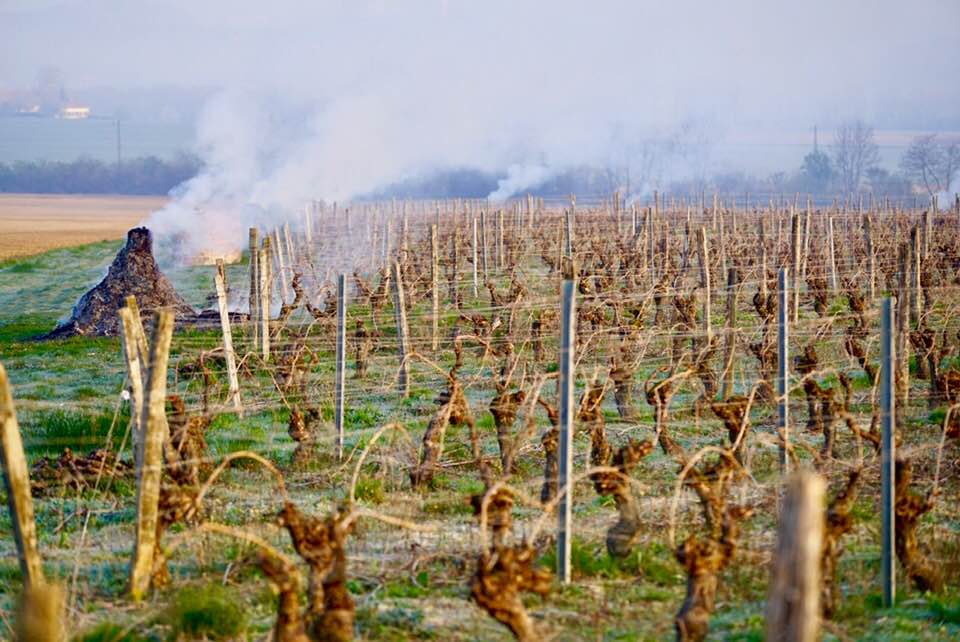 gelo vigneti francia