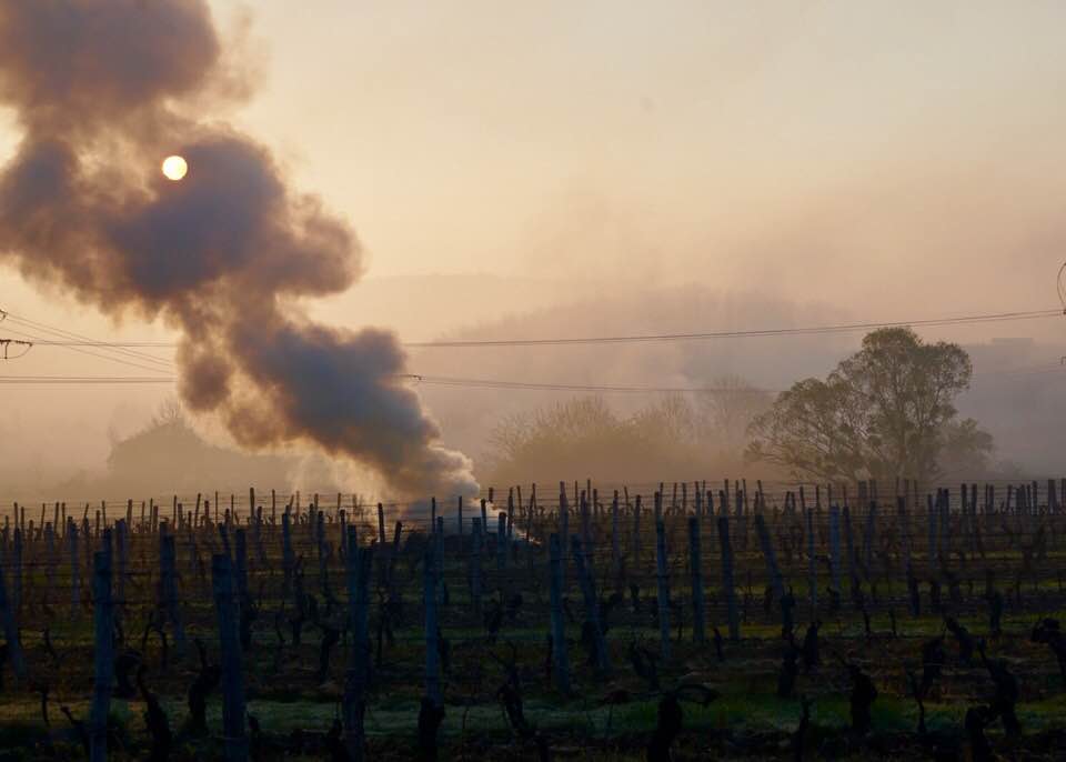 gelo vigneti francia