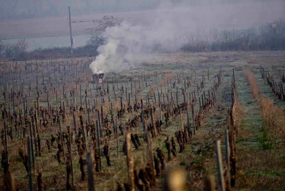 gelo vigneti francia