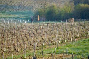 gelo vigneti francia