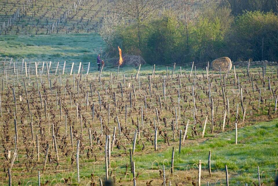 gelo vigneti francia