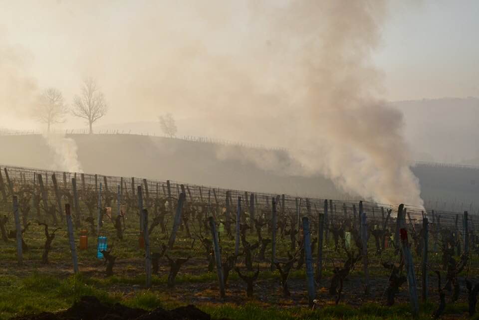 gelo vigneti francia