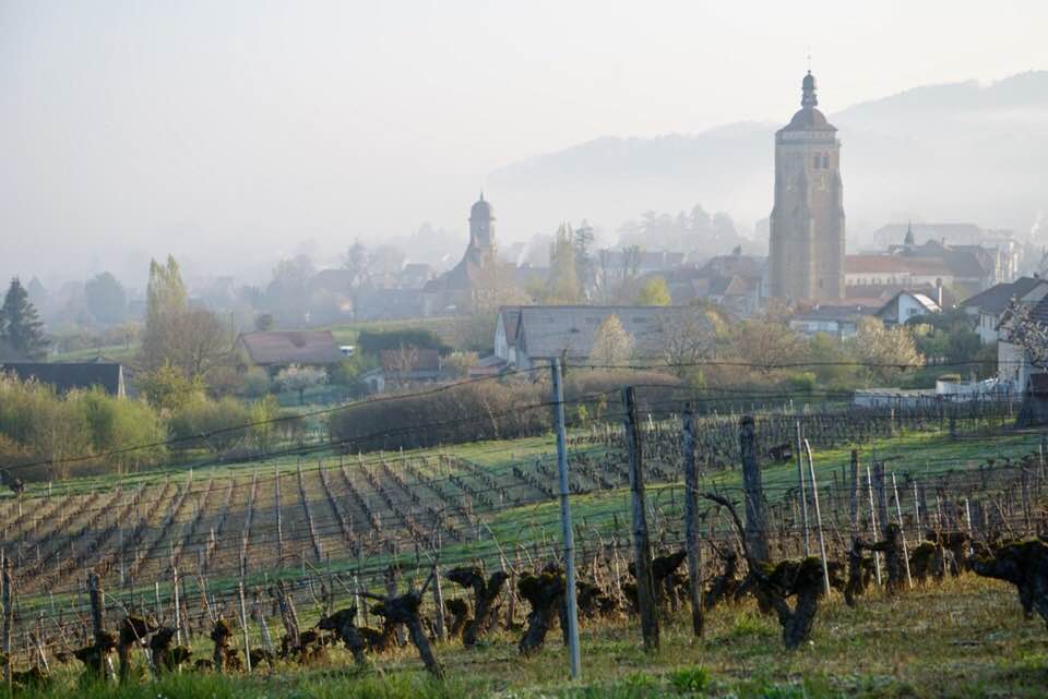 gelo vigneti francia